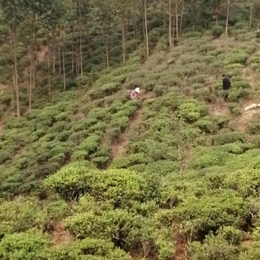 茶叶