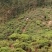 茶叶