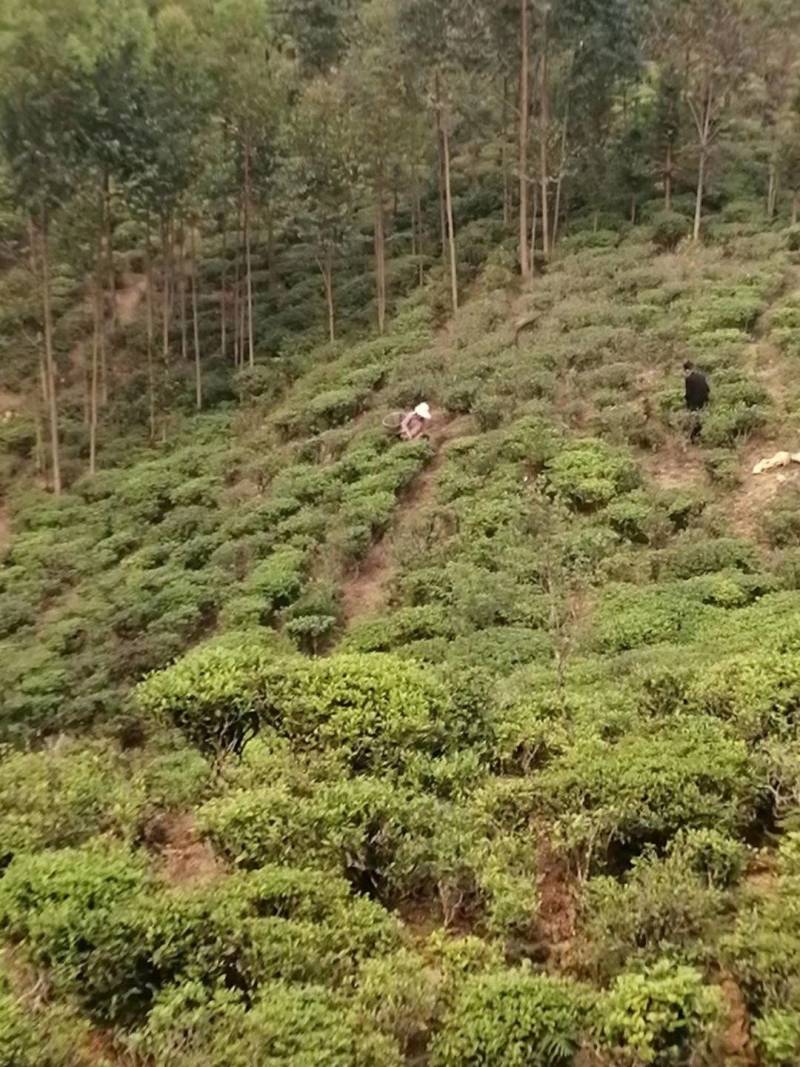 茶叶
