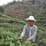 茶叶