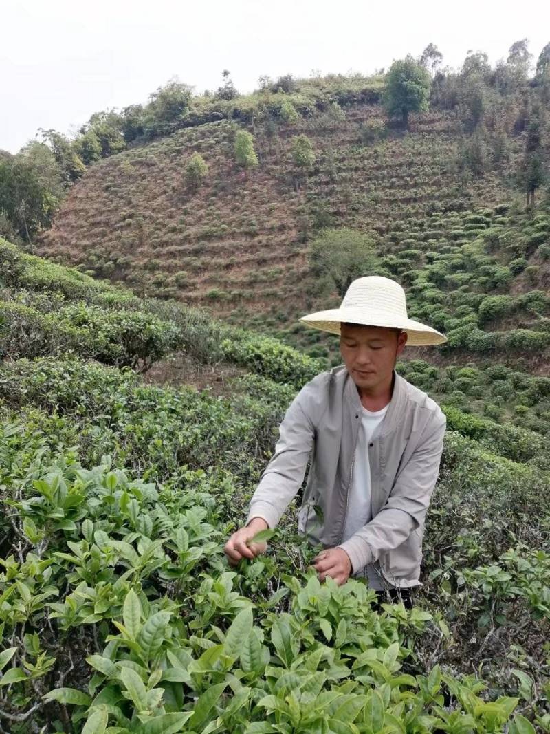 茶叶