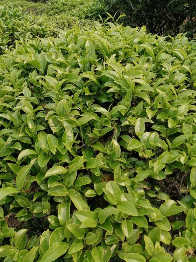 茶叶