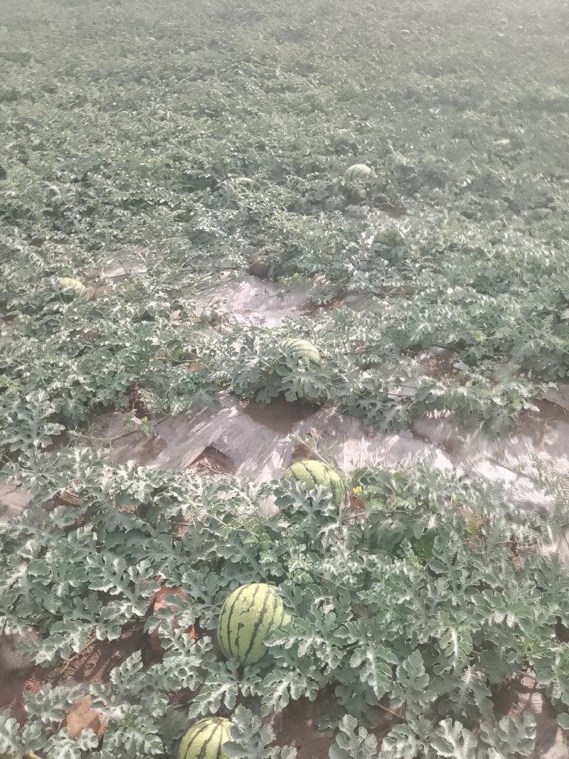 张家口宣化自家种西瓜，刚开园，瓜好，价格优惠需要联系