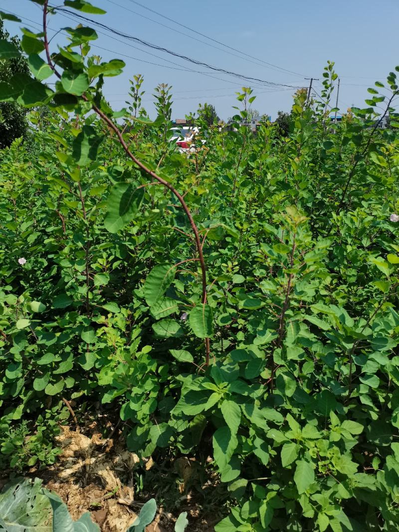 地径1公分黄栌杯苗