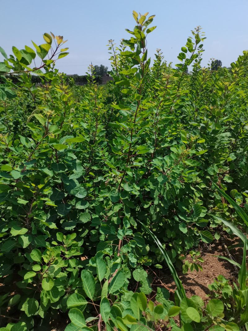 地径1公分黄栌杯苗