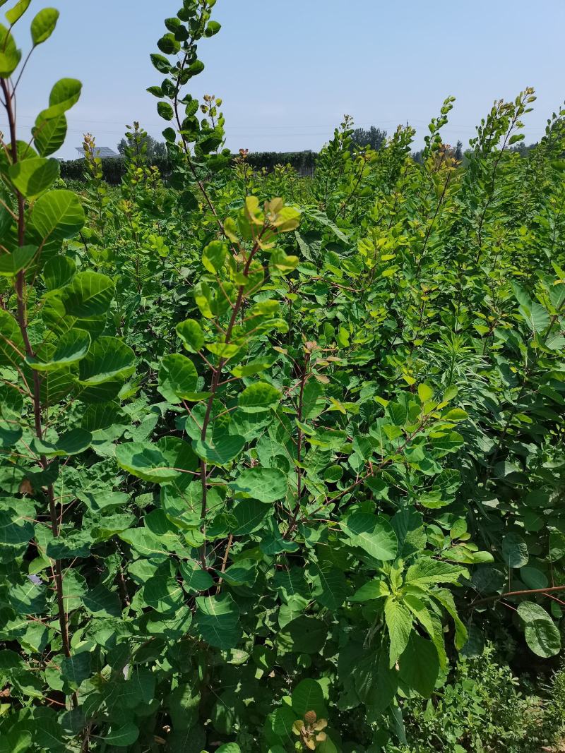 地径1公分黄栌杯苗