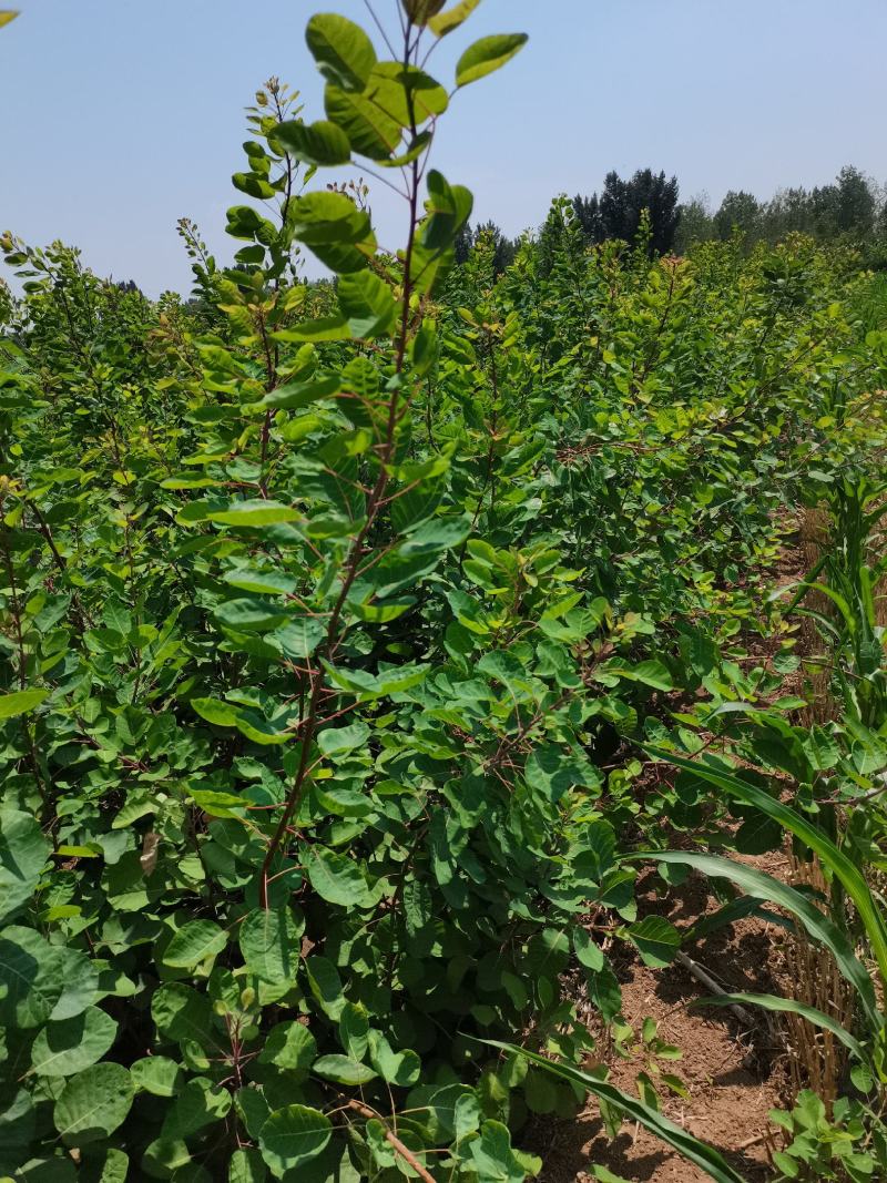 地径1公分黄栌杯苗