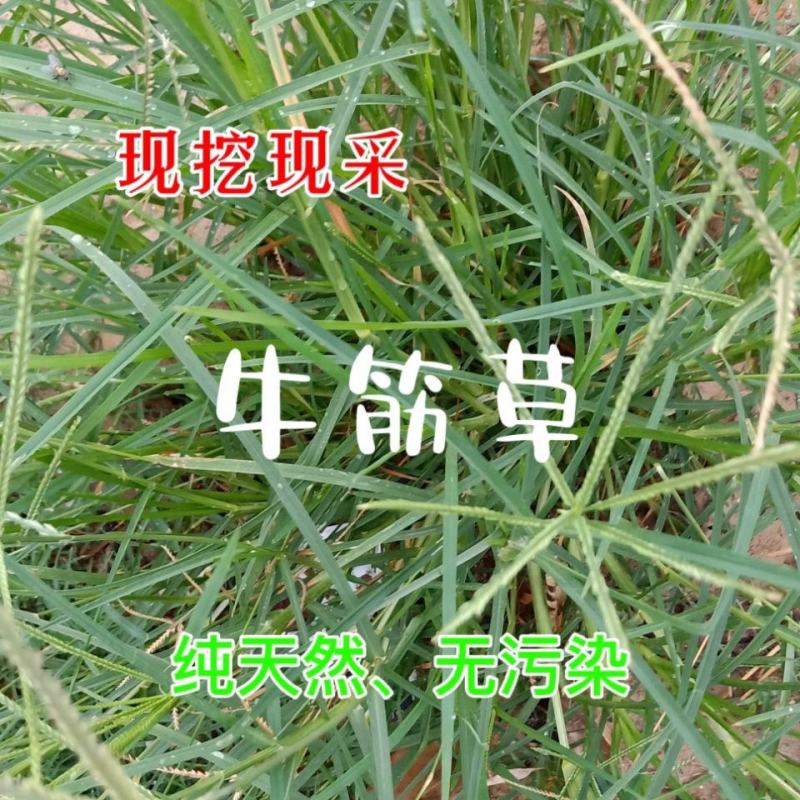 中药材干货切段野生草原牛筋草牛梗草牛耕草内蒙草原地道药