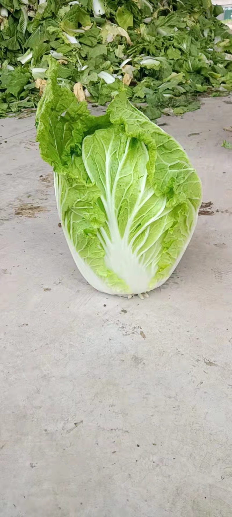 黄心菜，精品黄心大白菜，质量标准质量，标准456，联系了