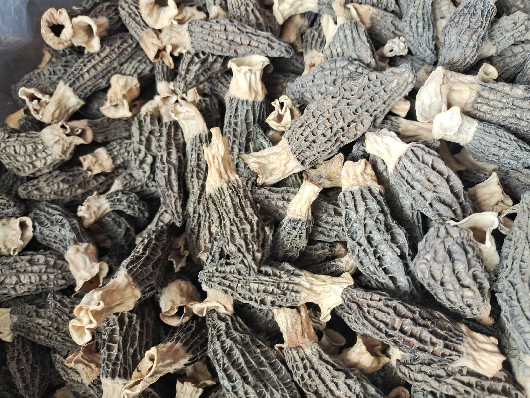 羊肚菌干燥过程示意图