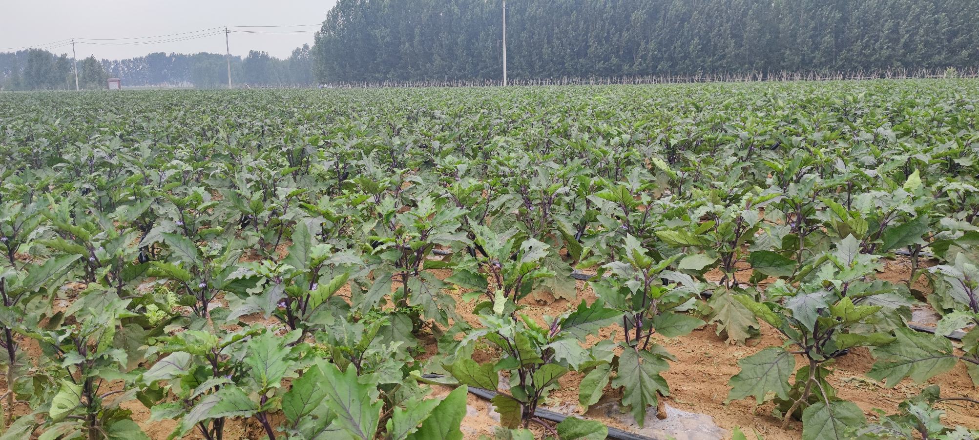 云南红河州高山生态长茄采收场景