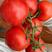 红果西红柿种子，大红果番茄种抗病强结的多产量高