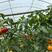 红果西红柿种子，大红果番茄种抗病强结的多产量高