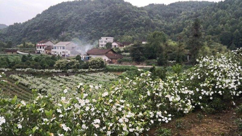 栀子花土蜂蜜（高山土蜂蜜）