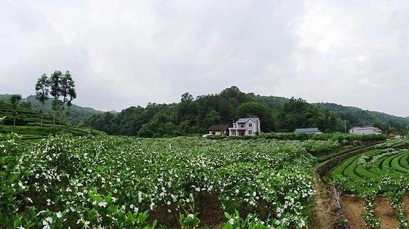 栀子花土蜂蜜（高山土蜂蜜）