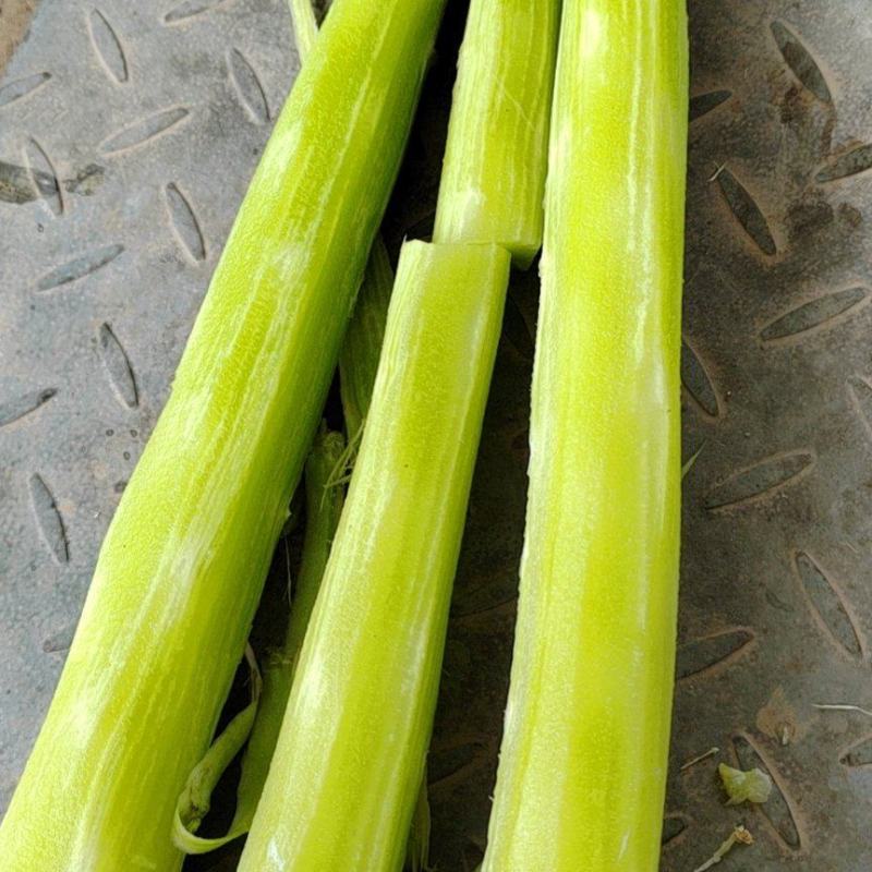 优质莴笋杆皮薄肉嫩全国发货欢迎新老客户前来恰谈