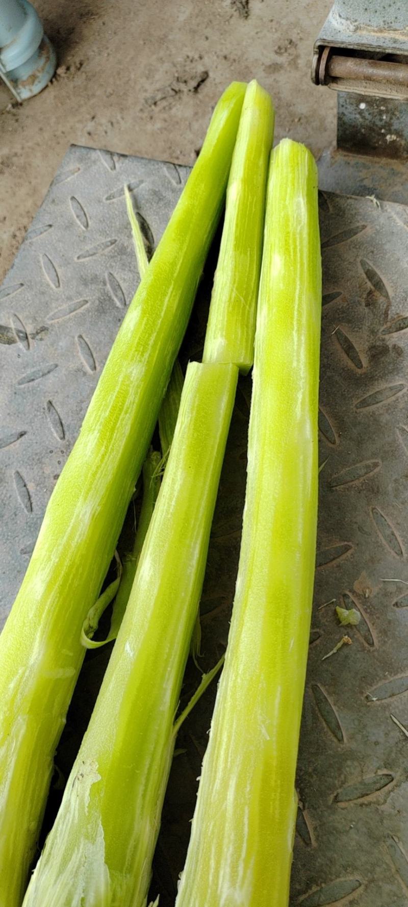 优质莴笋杆皮薄肉嫩全国发货欢迎新老客户前来恰谈