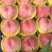 大甜桃