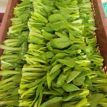长期供应鸡毛菜，矮脚菜