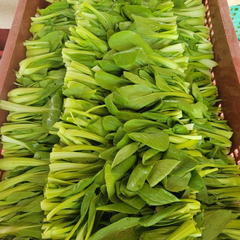 长期供应鸡毛菜，矮脚菜