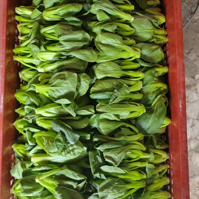 长期供应矮脚菜