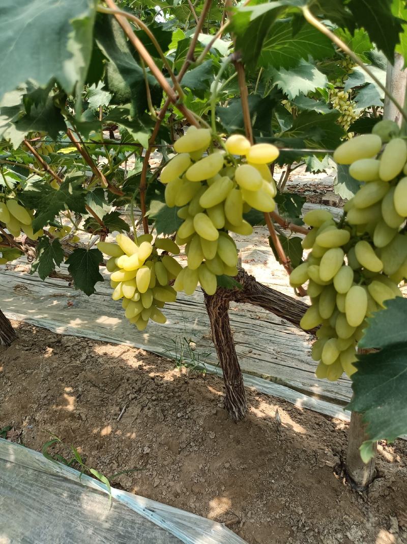 金手指葡萄