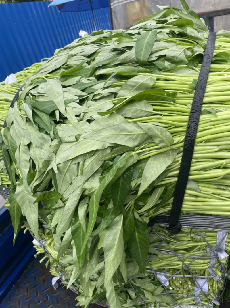 空心菜大量上市