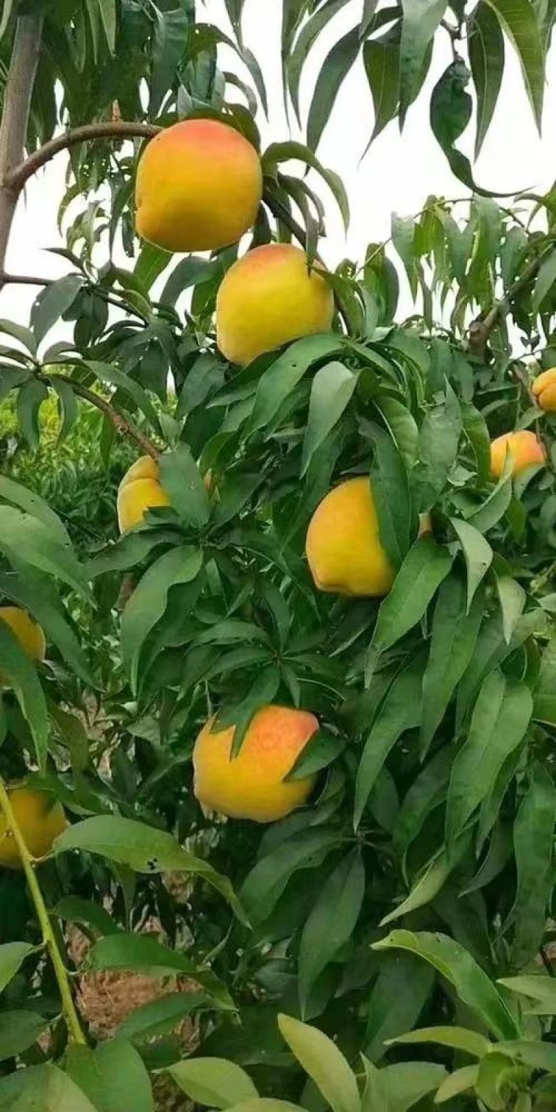 砀山县黄桃.83黄桃.万亩示范园直供电商超.食品厂.罐头