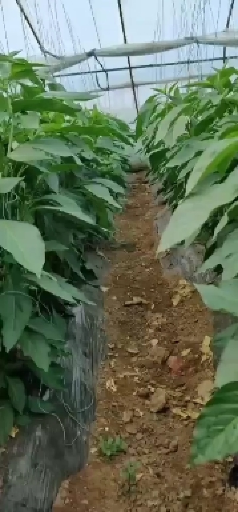 精品泡椒尖椒，青椒，现已大量上市，有需要的联系我