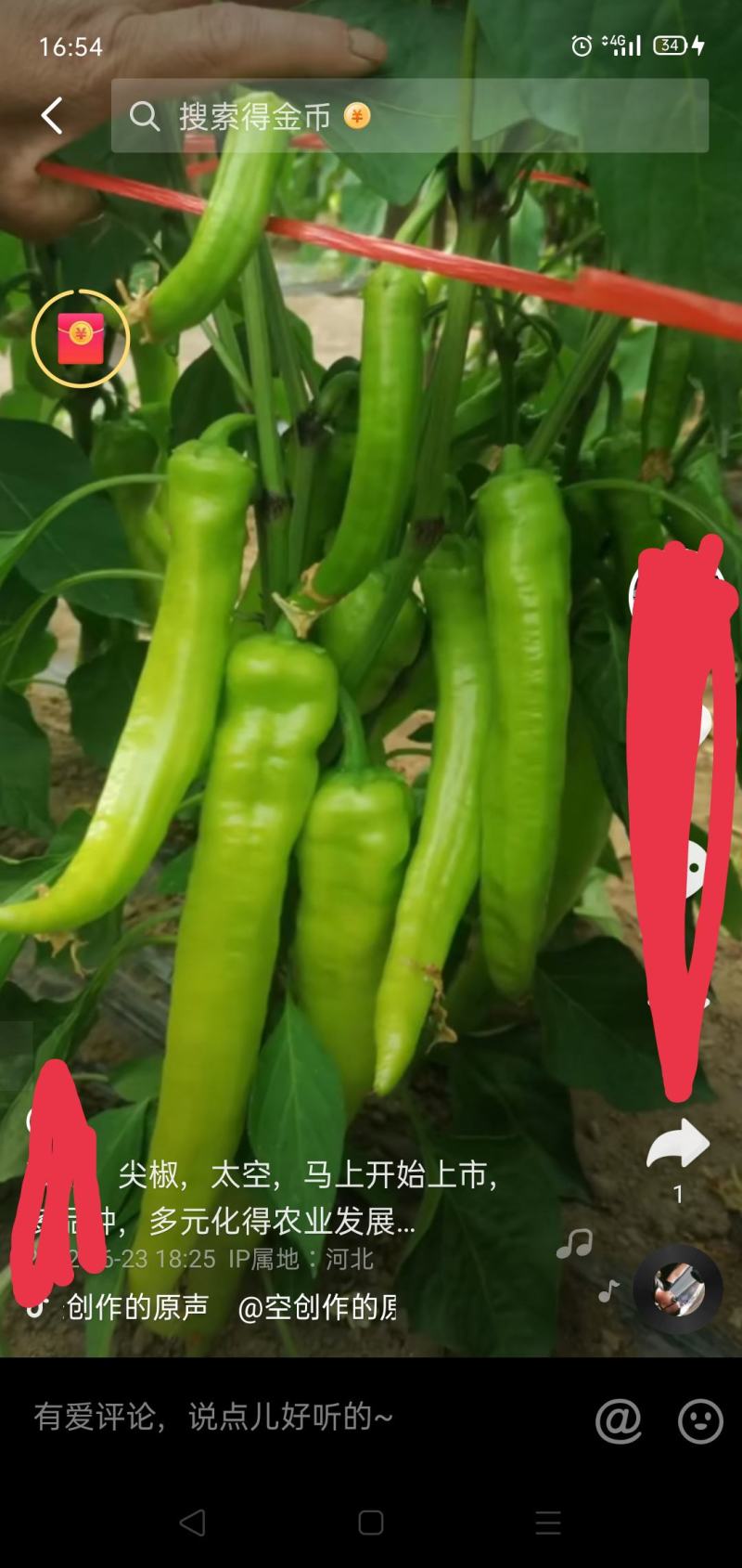 精品泡椒尖椒，青椒，现已大量上市，有需要的联系我