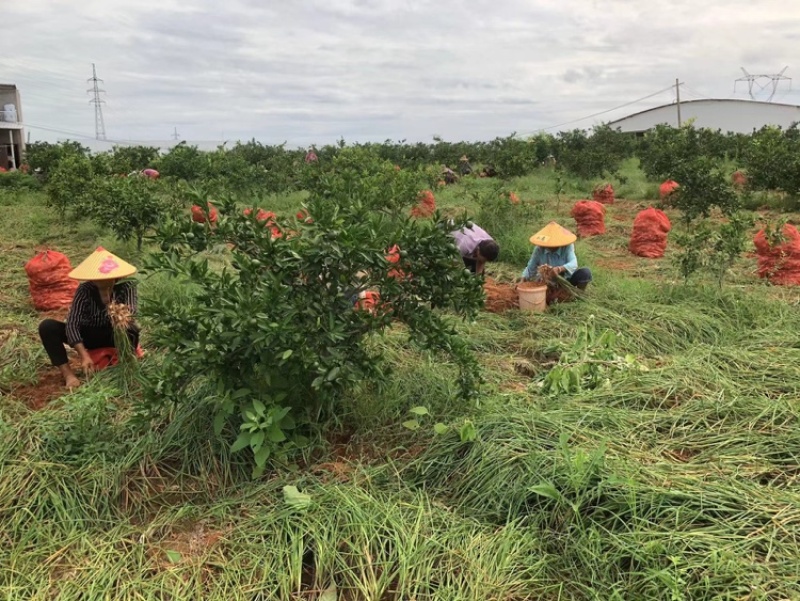 藠头，荞头，牛腿荞，割叶带根，现货，微信可联系