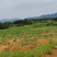 湖北大齐山地瓜