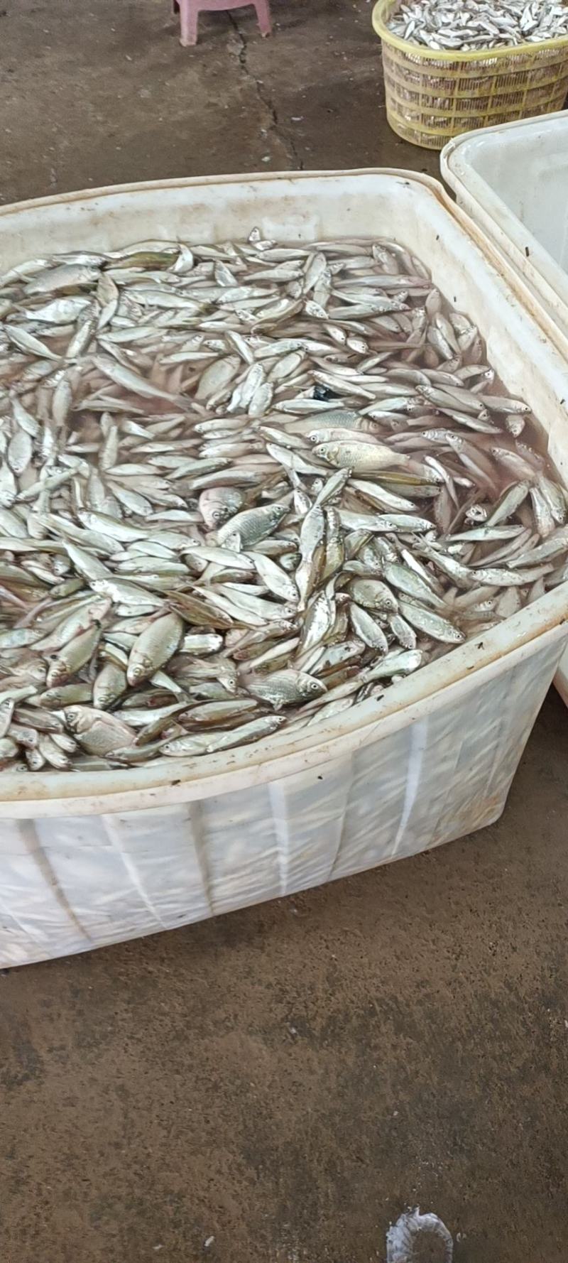 非诚勿扰