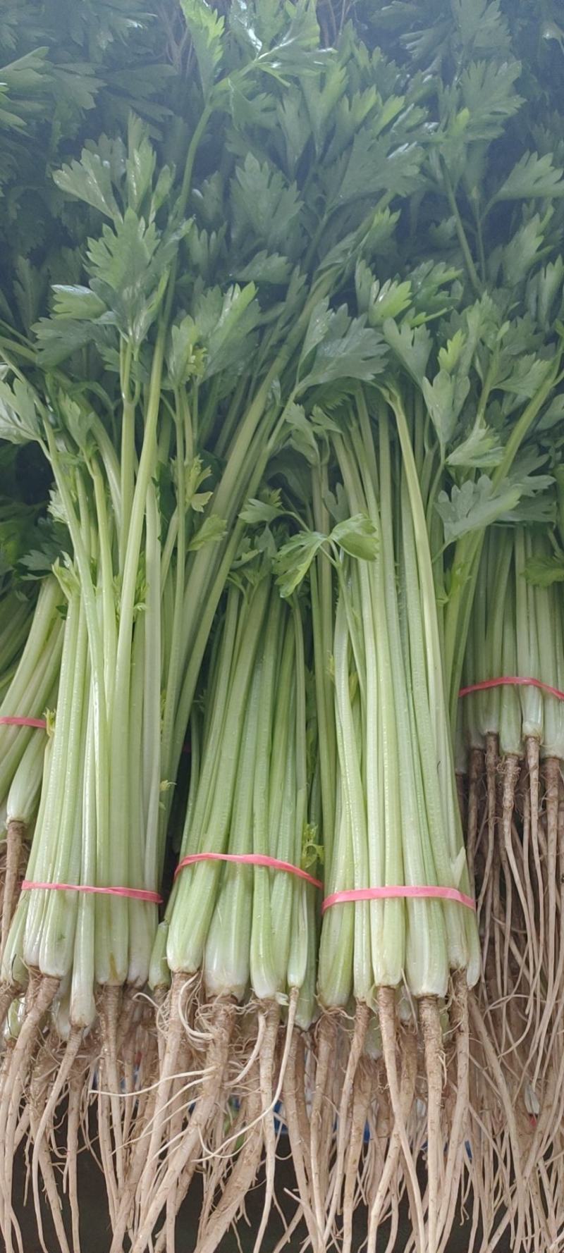 香芹