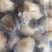 海螺肉去壳海螺头海螺肉江苏海鲜水产批发