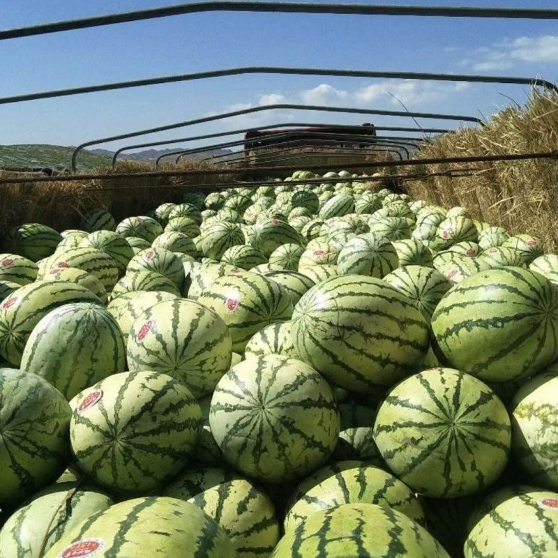 【精品】陕北西瓜全国发货诚信经营基地直供皮薄多汁