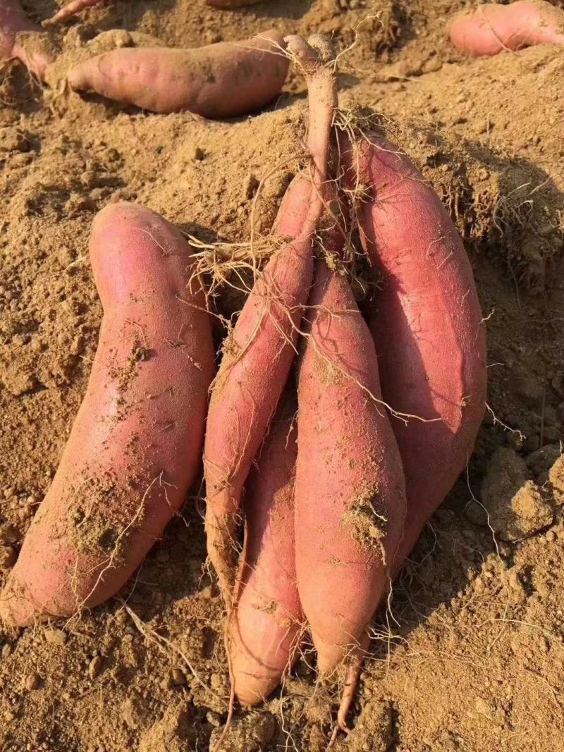 【一件代发】烟薯25烤蜜薯香甜流油应季热卖山东原产地直发