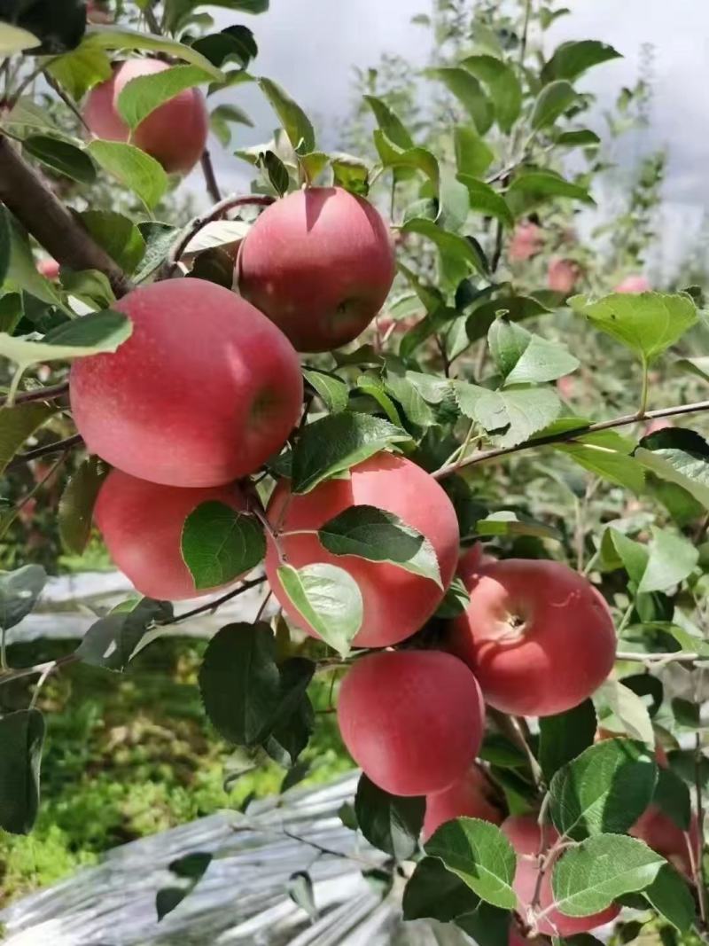 苹果