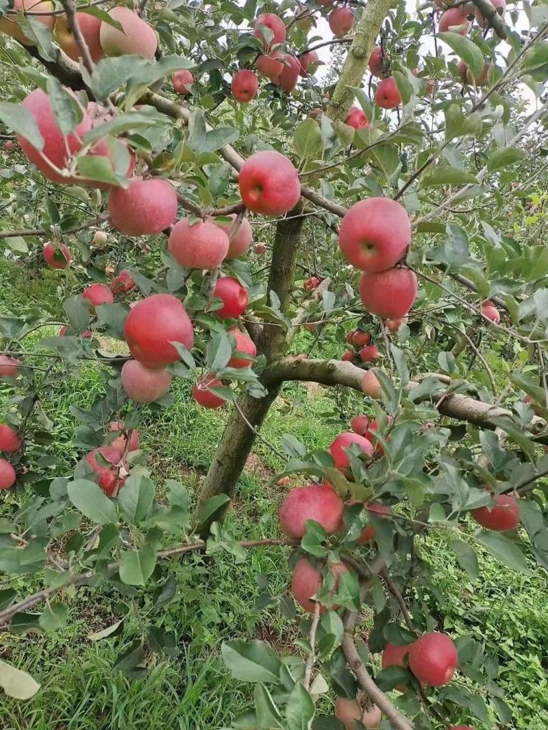 苹果