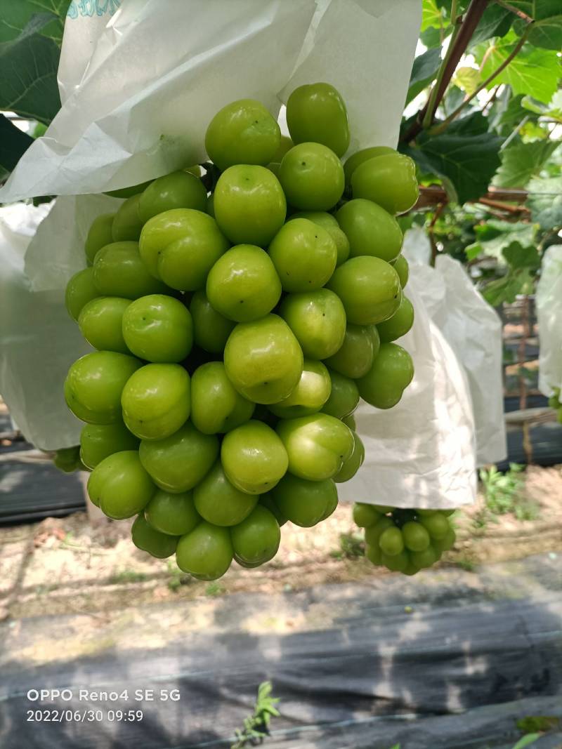 阳光玫瑰晴王，口感香，脆，甜，产地直供，代收代发
