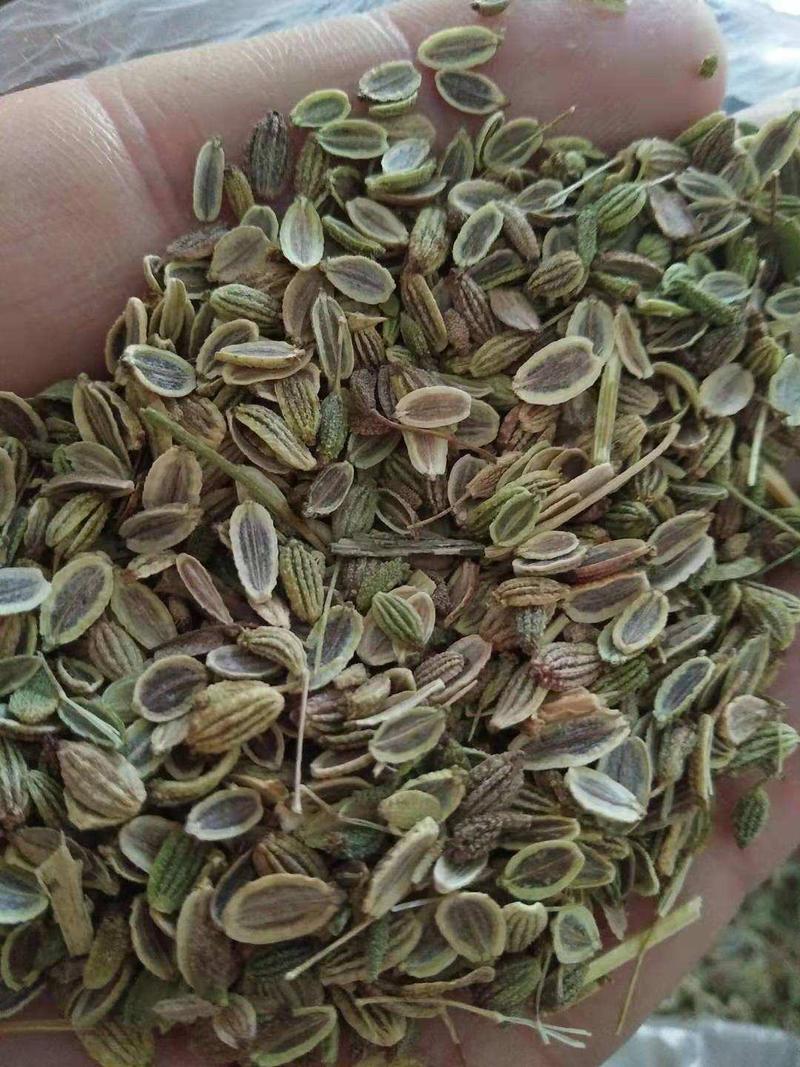 防风种子纯新种子发芽率高提供种植技术