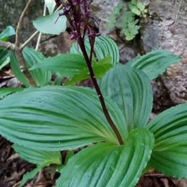 大深山中药材，见血青现挖现卖