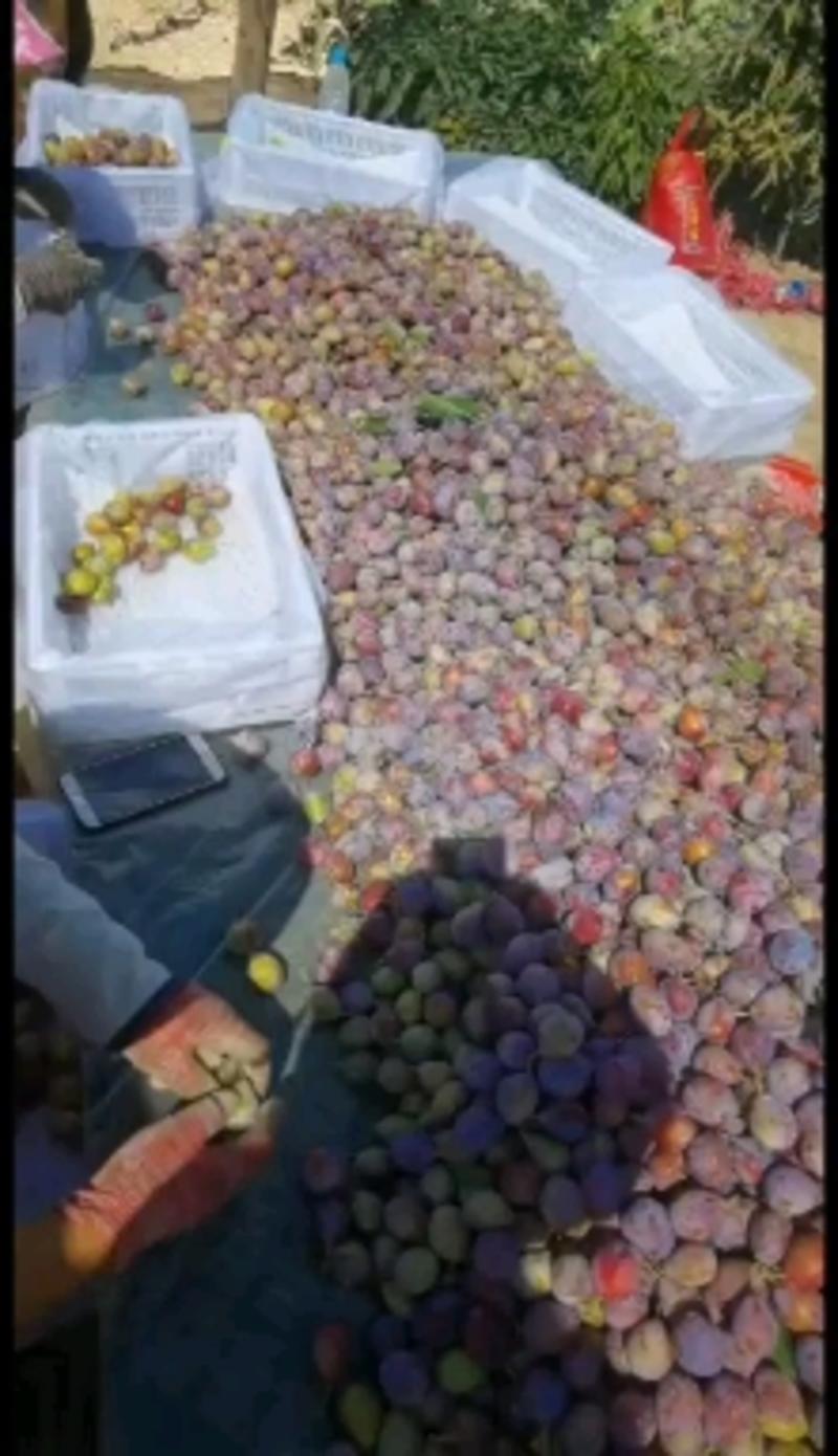 新疆法兰西西梅甜果子个头大可视频看货口感甜，脆