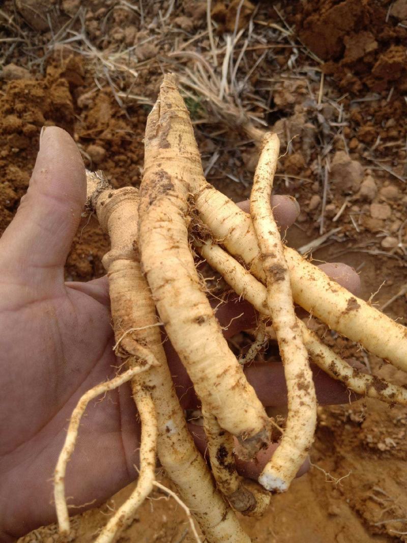 防风种子纯新种子发芽率高提供种植技术