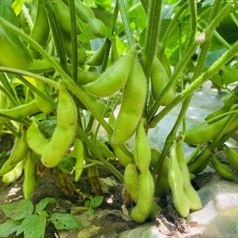 大夹翠绿宝毛豆大量上市了！质量好！整理加工包装一条龙服务