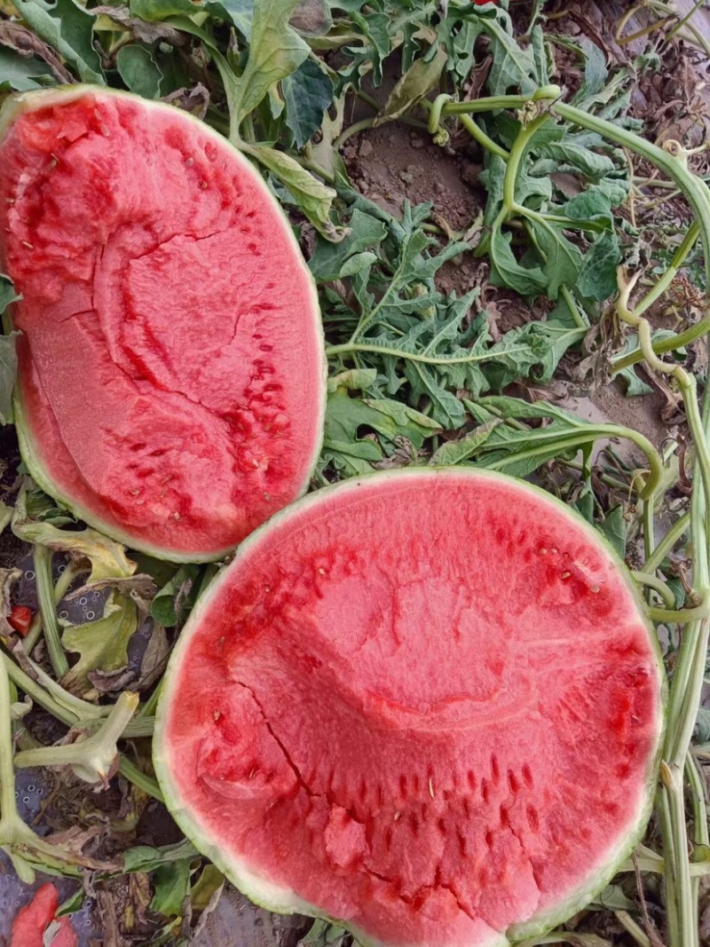 江苏无籽美都，🍉大量上市，需要联系