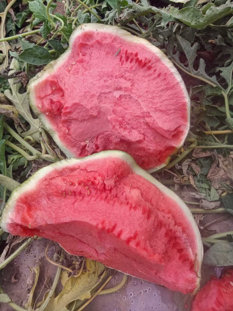 江苏无籽美都，🍉大量上市，需要联系