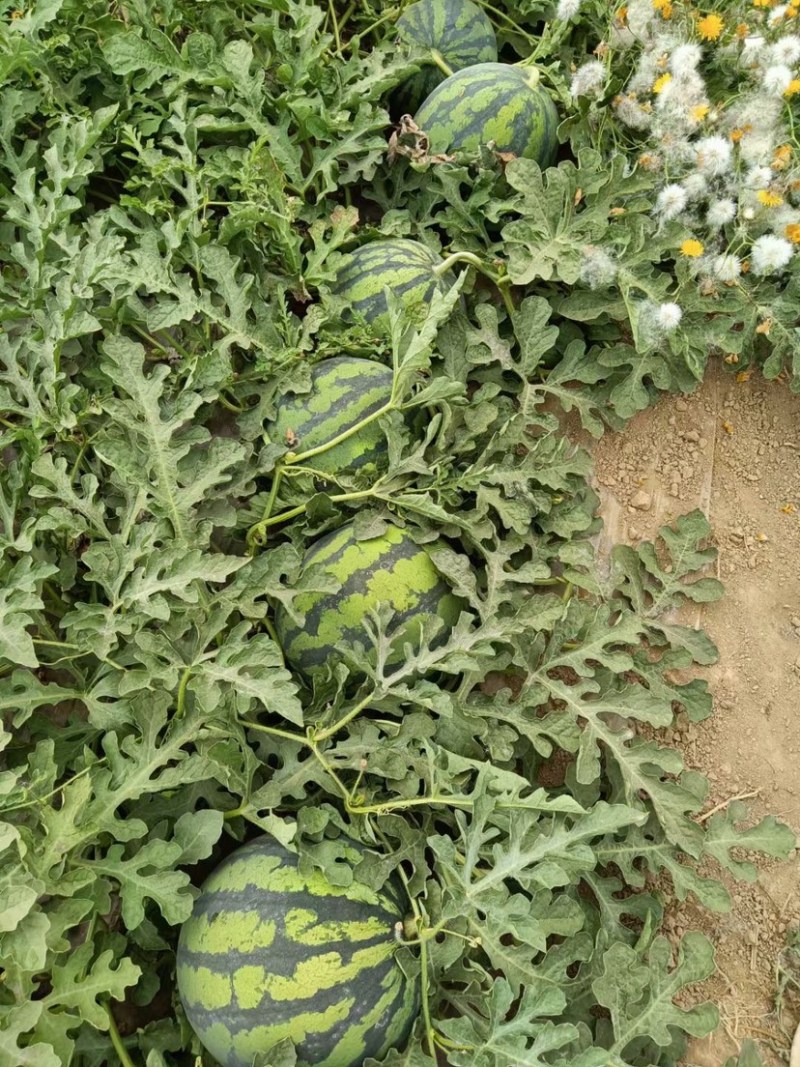 江苏无籽美都，🍉大量上市，需要联系