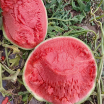 江苏无籽美都，🍉大量上市，需要