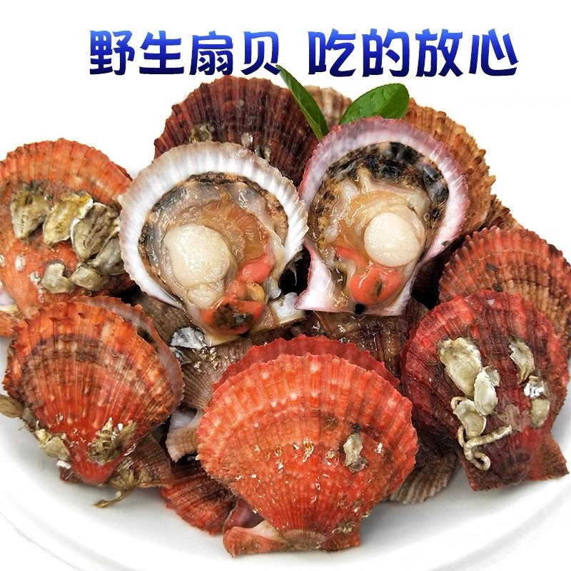 连云港发货新鲜鲜活小扇贝